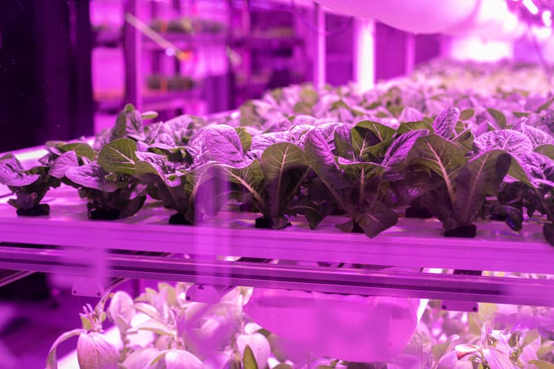 Urban farming under pink grow lights Rows of green lettuce plants growing indoors in a hydroponic system under bright pink grow lights.