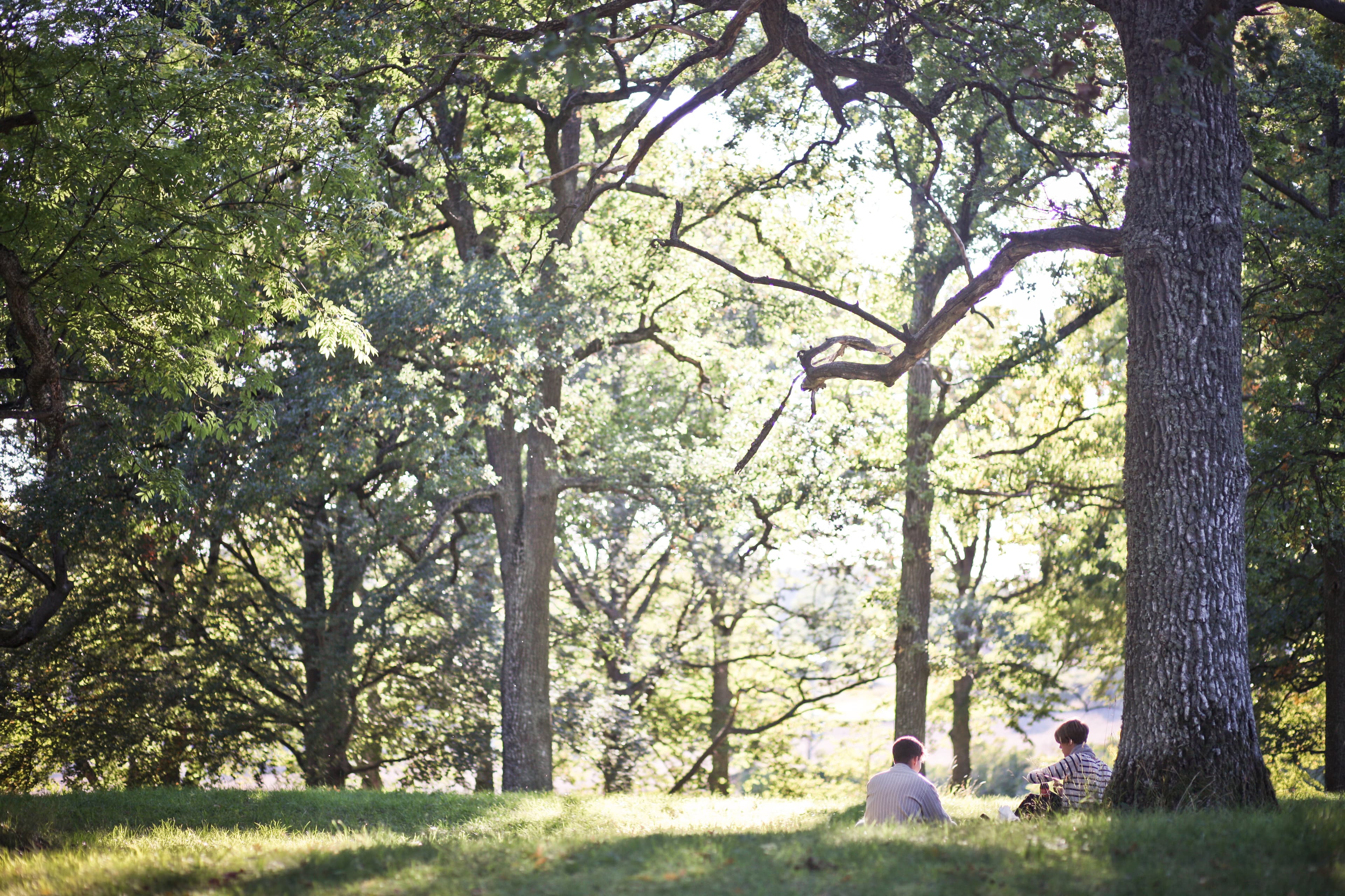 Conversation in a summer oak park Two people sitting on the grass beneath tall trees in a sunny, green park.